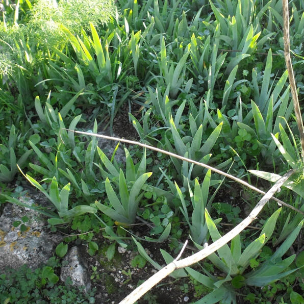 Iris pseudopumila